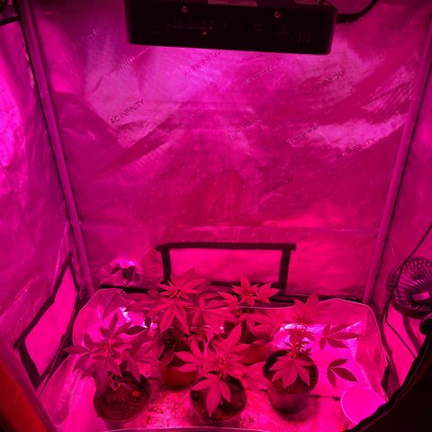 Cookie growlog timeline photo