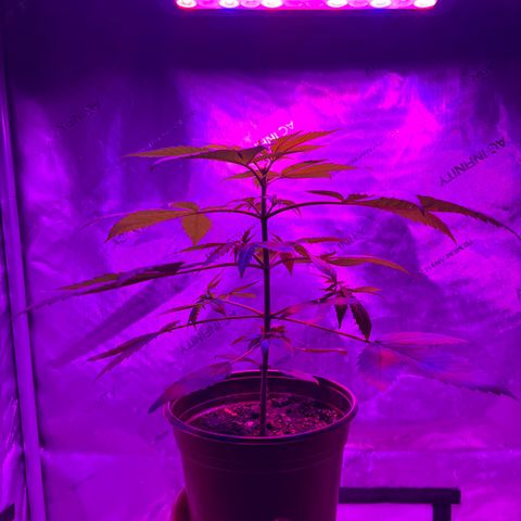 Cookie growlog timeline photo