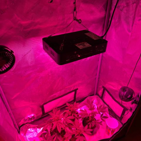 Cookie growlog timeline photo