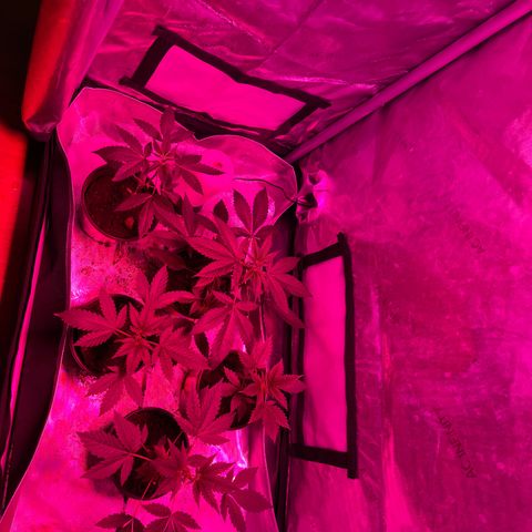Cookie growlog timeline photo
