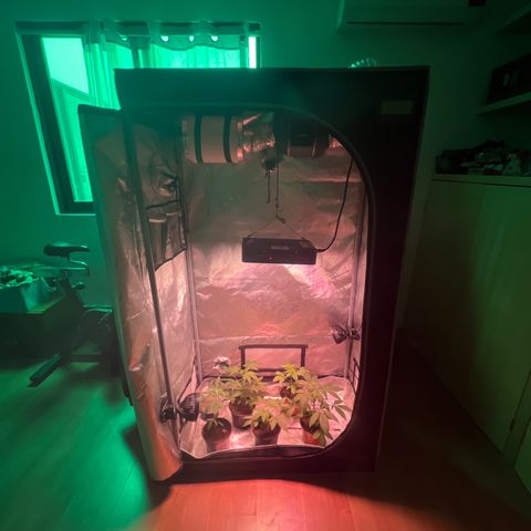 Cookie growlog timeline photo
