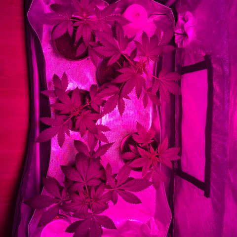 Cookie growlog timeline photo