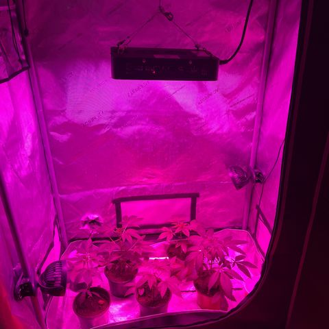 Cookie growlog timeline photo