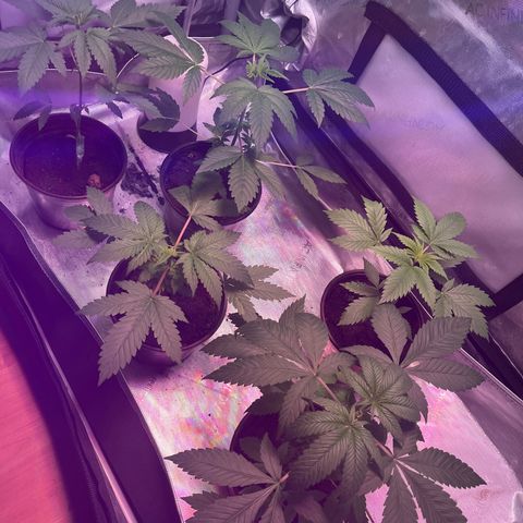 Cookie growlog timeline photo