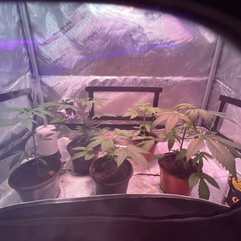 Cookie growlog timeline photo