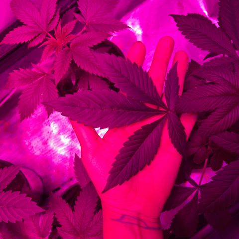 Cookie growlog timeline photo