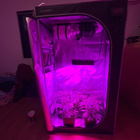 Cookie growlog timeline photo