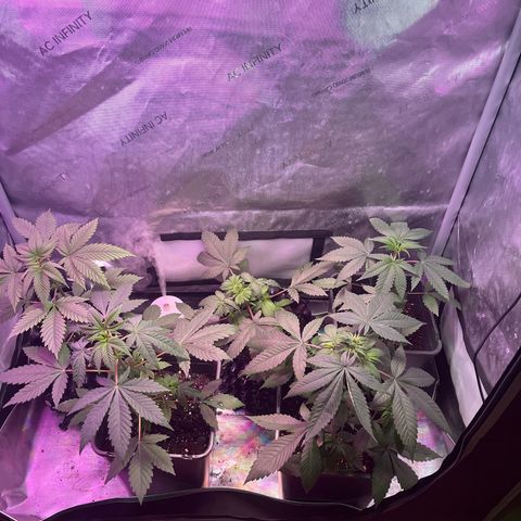 Cookie growlog timeline photo