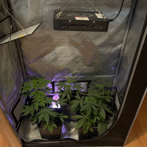 Cookie growlog timeline photo