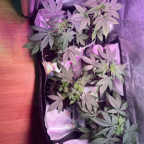 Cookie growlog timeline photo