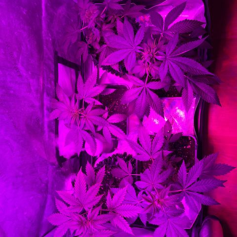 Cookie growlog timeline photo
