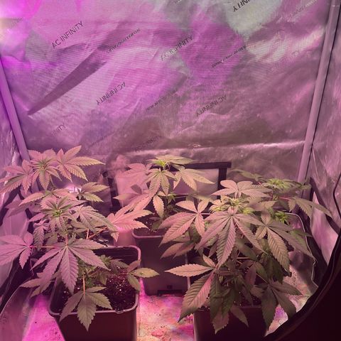 Cookie growlog timeline photo