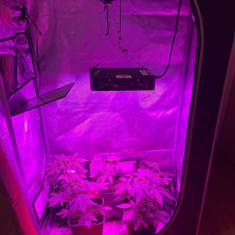 Cookie growlog timeline photo
