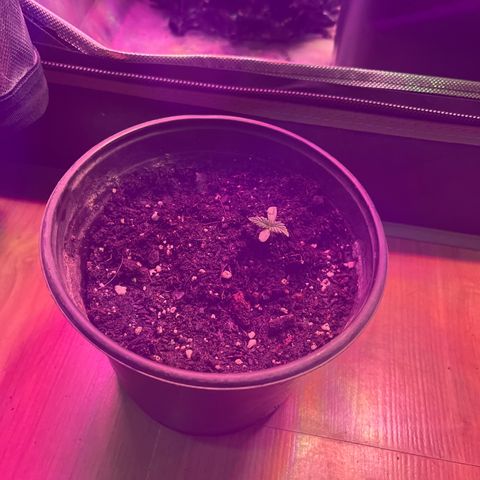Slurri-Lato growlog timeline photo