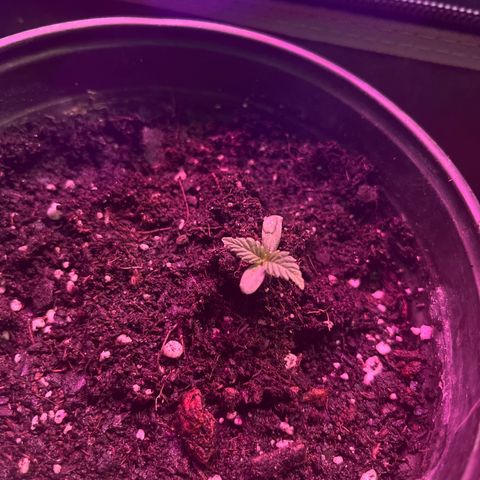 Slurri-Lato growlog timeline photo