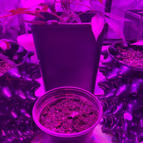 Slurri-Lato growlog timeline photo