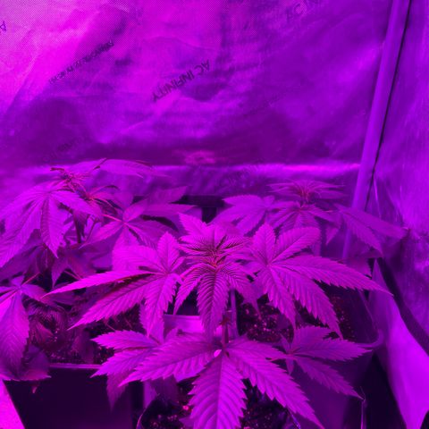 Cookie growlog timeline photo