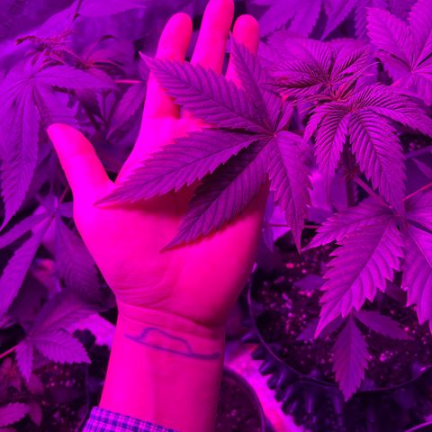 Cookie growlog timeline photo