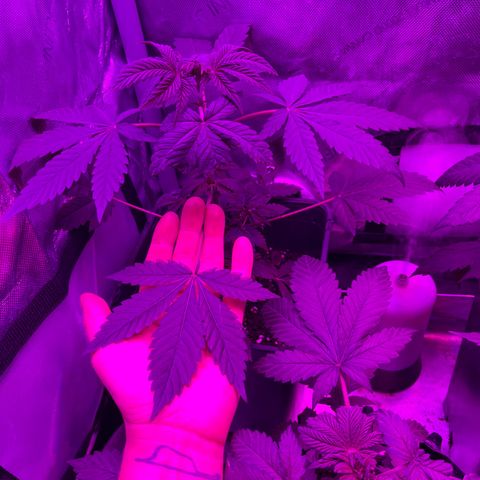 Cookie growlog timeline photo