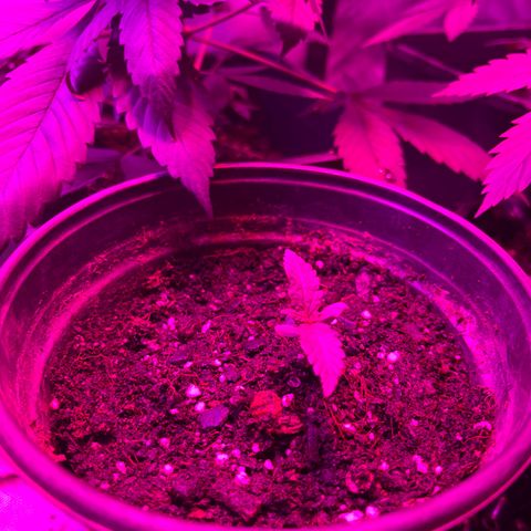 Slurri-Lato growlog photo: Primer riego con nutrientes advance