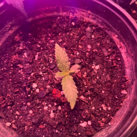 Slurri-Lato growlog photo: Primer riego con nutrientes advance