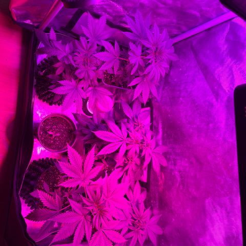 Cookie growlog photo: Primer riego con nutrientes en etapa de floración 1 de acuerdo con la tabla de Advance Nutrients