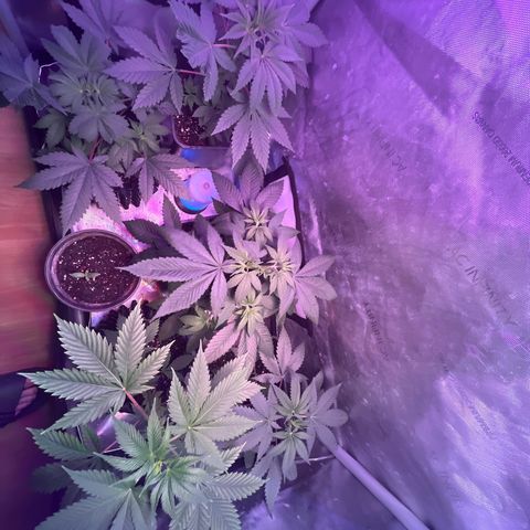 Cookie growlog photo: Primer riego con nutrientes en etapa de floración 1 de acuerdo con la tabla de Advance Nutrients