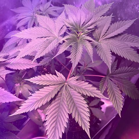 Cookie growlog photo: Primer riego con nutrientes en etapa de floración 1 de acuerdo con la tabla de Advance Nutrients