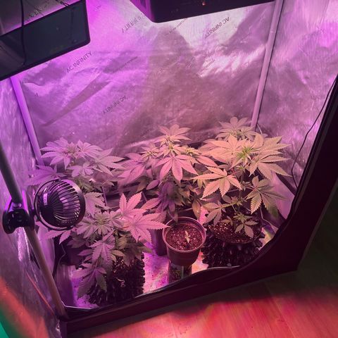 Cookie growlog photo: Primer riego con nutrientes en etapa de floración 1 de acuerdo con la tabla de Advance Nutrients