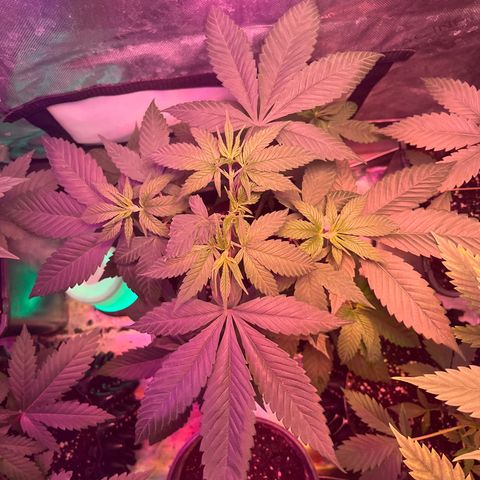 Cookie growlog photo: Primer riego con nutrientes en etapa de floración 1 de acuerdo con la tabla de Advance Nutrients