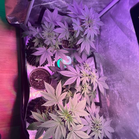 Cookie growlog photo: Primer riego con nutrientes en etapa de floración 1 de acuerdo con la tabla de Advance Nutrients