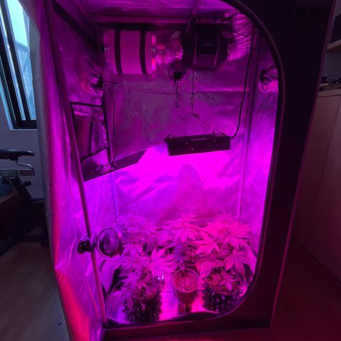 Cookie growlog photo: Primer riego con nutrientes en etapa de floración 1 de acuerdo con la tabla de Advance Nutrients