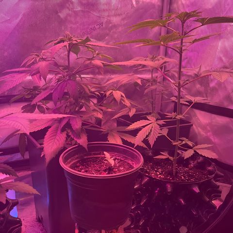 Cookie growlog photo: Primer riego con nutrientes en etapa de floración 1 de acuerdo con la tabla de Advance Nutrients