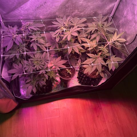 Cookie growlog photo: Se colocó malla scrog