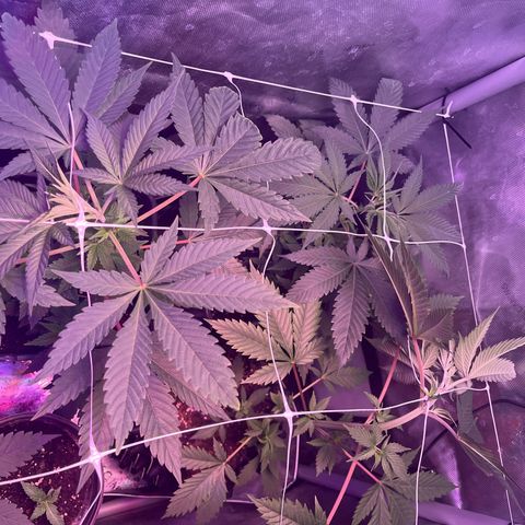 Cookie growlog photo: Se colocó malla scrog