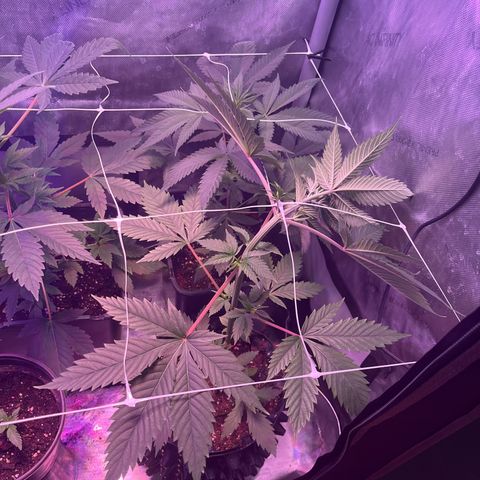 Cookie growlog photo: Se colocó malla scrog