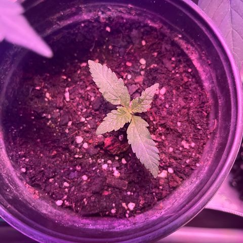 Slurri-Lato growlog timeline photo