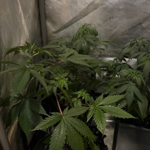 Cookie growlog photo: Se cambian a floración. 
Abono con la segunda semana de floración de Advamce Nutrients.
Se aplica tramiento fungicida y repelente preventivo.
Se levanta un poco el scrog para permitirle descansar en el cambio de fotoperiodo.
Las hojas están un poco caídas (pued ser exceso de riego, hay que monitorear.
