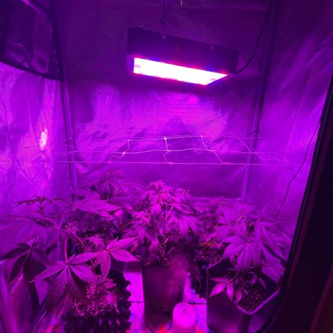 Cookie growlog photo: Se cambian a floración. 
Abono con la segunda semana de floración de Advamce Nutrients.
Se aplica tramiento fungicida y repelente preventivo.
Se levanta un poco el scrog para permitirle descansar en el cambio de fotoperiodo.
Las hojas están un poco caídas (pued ser exceso de riego, hay que monitorear.
