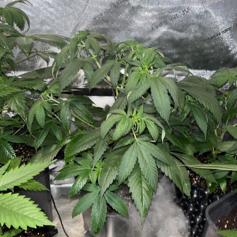Cookie growlog photo: Se cambian a floración. 
Abono con la segunda semana de floración de Advamce Nutrients.
Se aplica tramiento fungicida y repelente preventivo.
Se levanta un poco el scrog para permitirle descansar en el cambio de fotoperiodo.
Las hojas están un poco caídas (pued ser exceso de riego, hay que monitorear.
