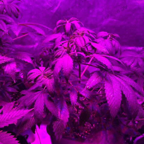 Cookie growlog photo: Se cambian a floración. 
Abono con la segunda semana de floración de Advamce Nutrients.
Se aplica tramiento fungicida y repelente preventivo.
Se levanta un poco el scrog para permitirle descansar en el cambio de fotoperiodo.
Las hojas están un poco caídas (pued ser exceso de riego, hay que monitorear.
