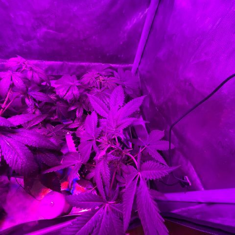 Cookie growlog photo: Se cambian a floración. 
Abono con la segunda semana de floración de Advamce Nutrients.
Se aplica tramiento fungicida y repelente preventivo.
Se levanta un poco el scrog para permitirle descansar en el cambio de fotoperiodo.
Las hojas están un poco caídas (pued ser exceso de riego, hay que monitorear.
