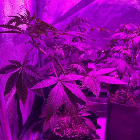 Cookie growlog photo: Se cambian a floración. 
Abono con la segunda semana de floración de Advamce Nutrients.
Se aplica tramiento fungicida y repelente preventivo.
Se levanta un poco el scrog para permitirle descansar en el cambio de fotoperiodo.
Las hojas están un poco caídas (pued ser exceso de riego, hay que monitorear.
