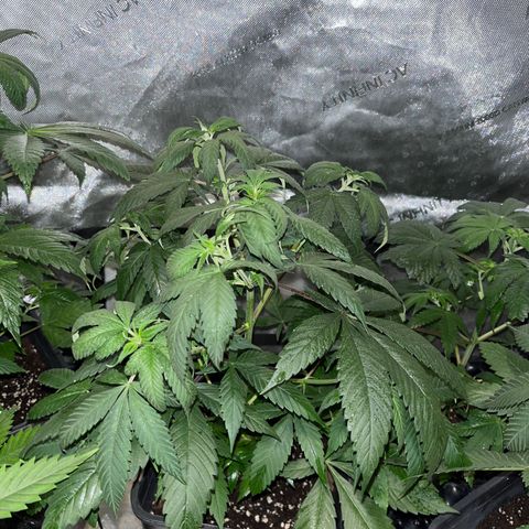 Cookie growlog photo: Se cambian a floración. 
Abono con la segunda semana de floración de Advamce Nutrients.
Se aplica tramiento fungicida y repelente preventivo.
Se levanta un poco el scrog para permitirle descansar en el cambio de fotoperiodo.
Las hojas están un poco caídas (pued ser exceso de riego, hay que monitorear.
