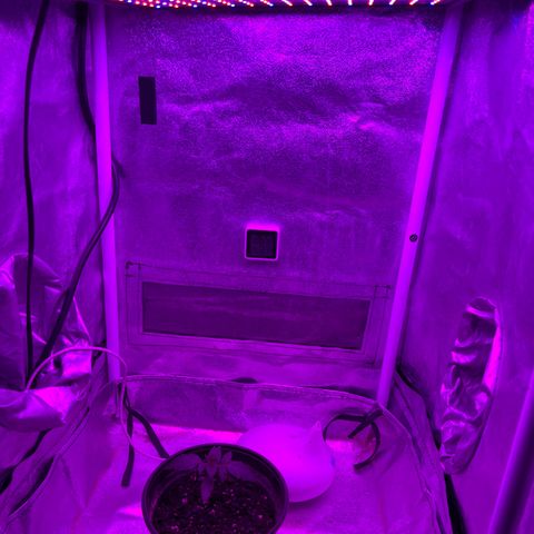 Slurri-Lato growlog timeline photo