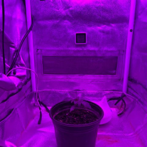 Slurri-Lato growlog timeline photo