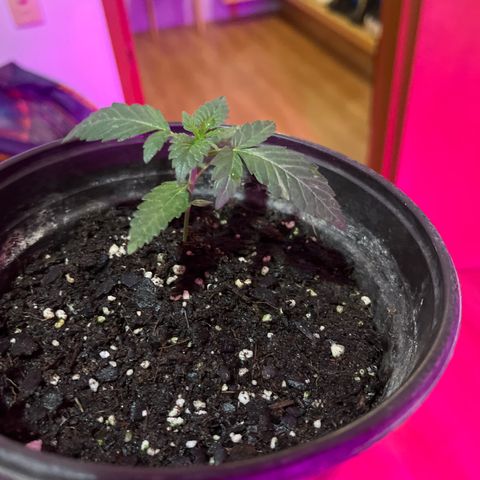 Slurri-Lato growlog timeline photo