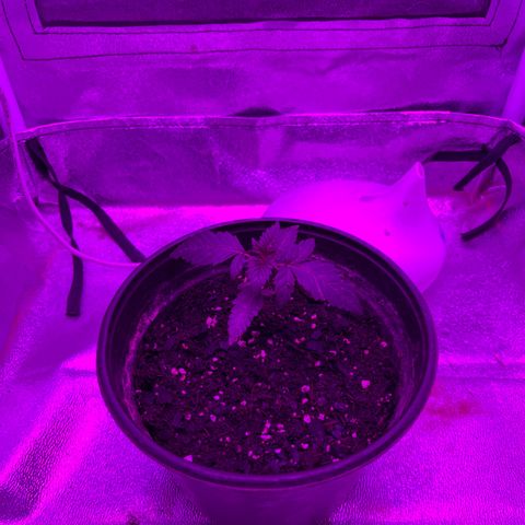 Slurri-Lato growlog timeline photo