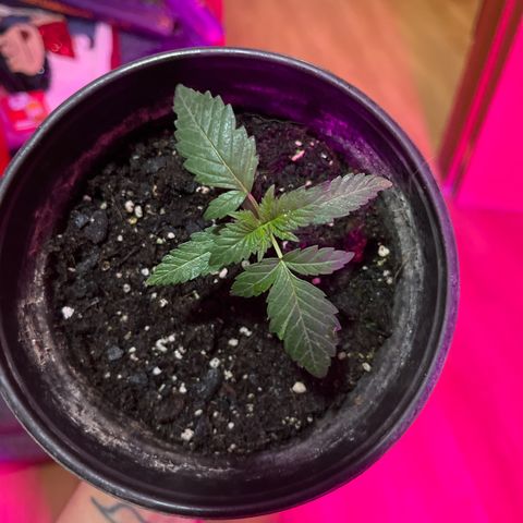 Slurri-Lato growlog timeline photo