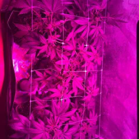 Cookie growlog photo: Se ven bien 
